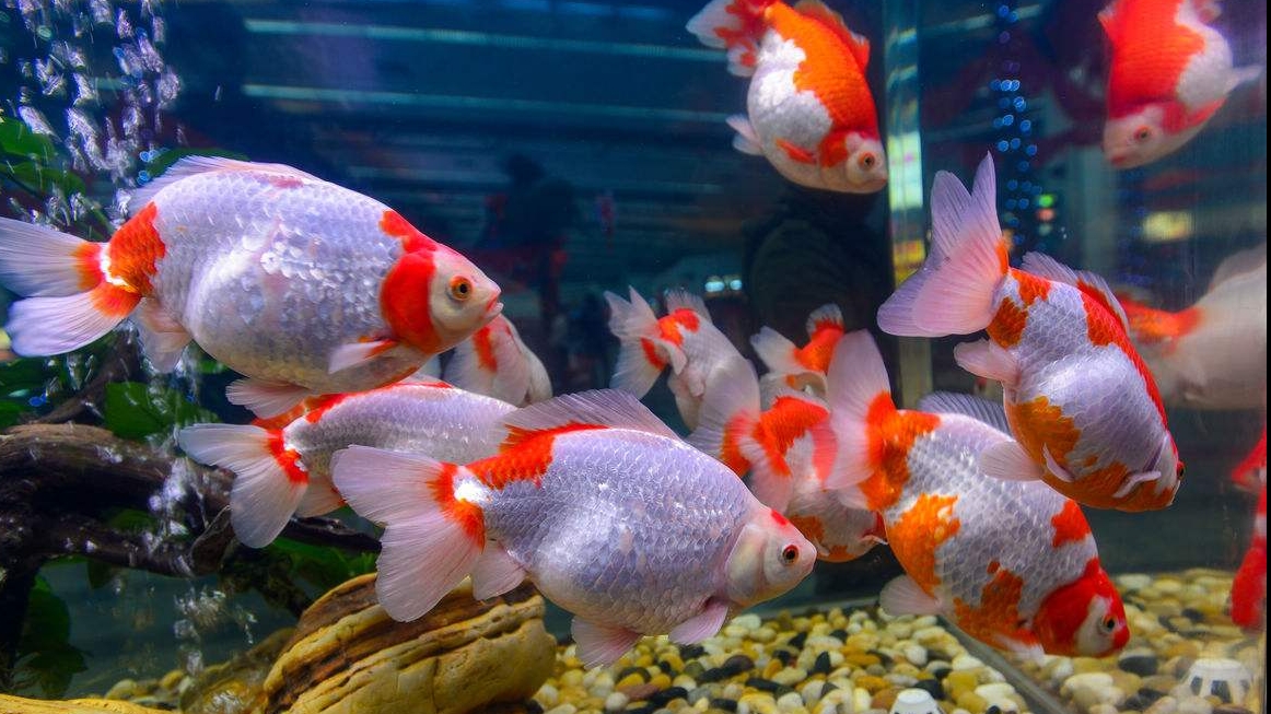 辦公室養(yǎng)魚的風(fēng)水知識你知道嗎？